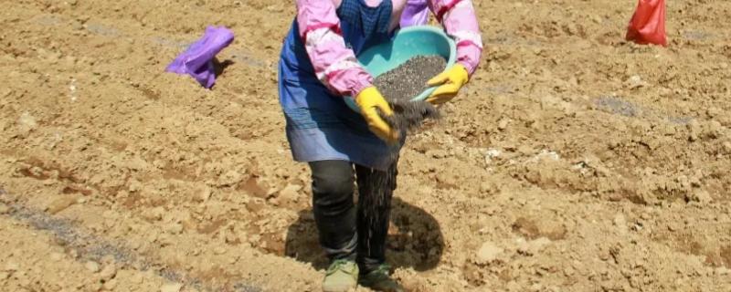 究竟该如何提高肥料的利用率，建议将化学肥料与农家肥进行结合使用