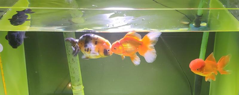 鱼缸水质适宜盐度是多少，需保持在百分之零点三到零点五之间