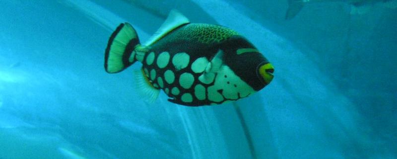 玻璃炮弹鱼饲养难度高不高，它属于比较容易饲养且对水质没有太高要求