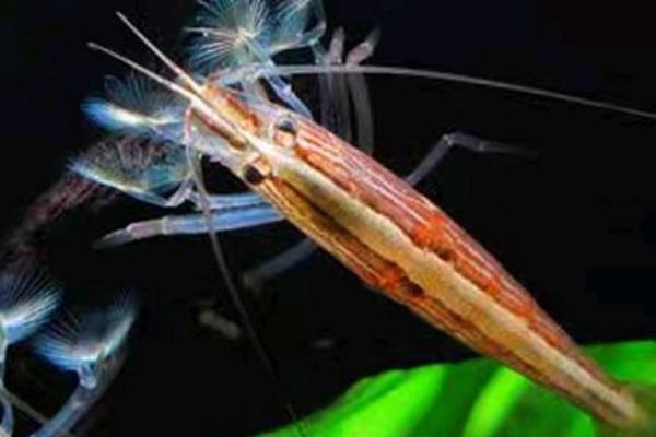 网球虾吃什么,以浮游生物和藻类植物为食