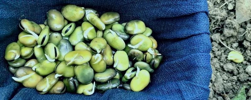 蚕豆应该怎么进行催芽，先将其浸泡然后再装入湿麻袋里、经过一段时间之后就可以露白了