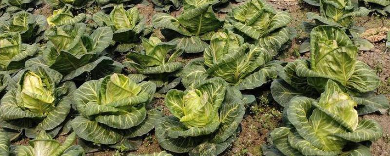 如何科学有效地对包菜进行施肥，结球前期和中期要主要施加人粪尿肥料