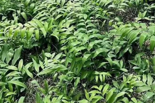 黄精怎么防治病虫害,病害和虫害的防治方法不同
