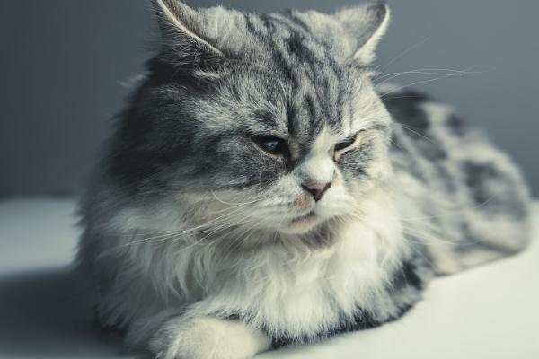 猫咪呕吐什么原因引起的,毛球症、体内寄生虫、猫瘟等都会导致