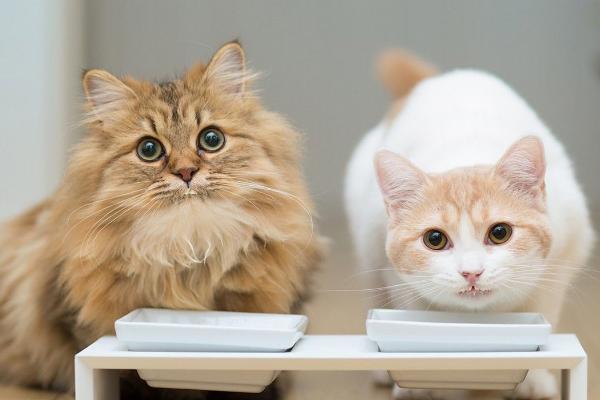 猫咪呕吐什么原因引起的,毛球症、体内寄生虫、猫瘟等都会导致