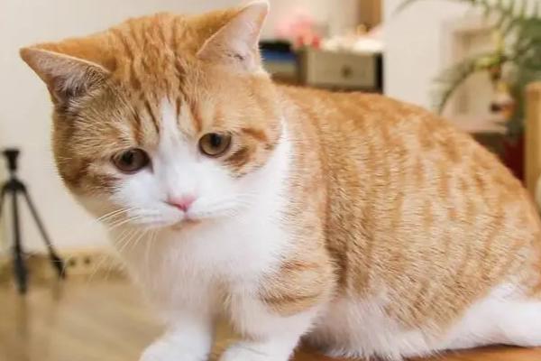 猫咪呕吐什么原因引起的,毛球症、体内寄生虫、猫瘟等都会导致