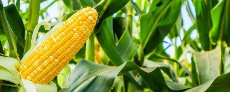 玉米为何会出现粉籽和烂芽的情况呢，可能是种子质量太差或者播种时间过早等综合因素所导致的