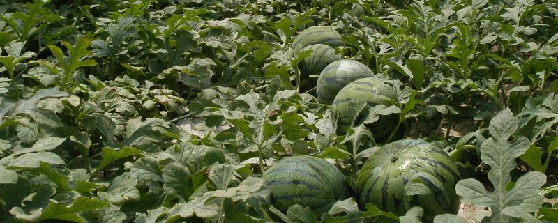 西瓜王是如何培育出来的，一定要注意提早进行育苗工作