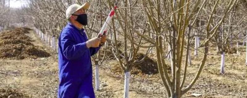 修剪苗木具体有哪些误区，包括过于看重树形轻视生长和看重疏枝轻视疏花芽等问题