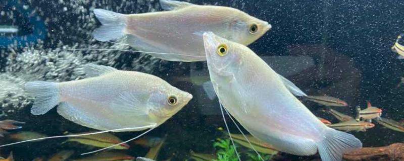 曼龙鱼究竟好不好养，它的环境适应能力强容易养活