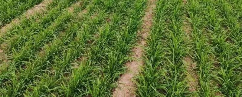 小麦拔节期的水肥管理技术有哪些，绝大多数农田都要进行春季第一次的水肥管理