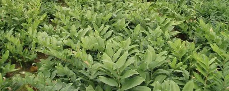 黄精应该如何有效防治病虫害，病害和虫害具体的防治方法有哪些不同