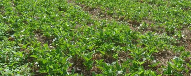 半夏除草剂的具体使用方法有哪些，可以在杂草生长至两到四叶期时兑水进行喷雾处理