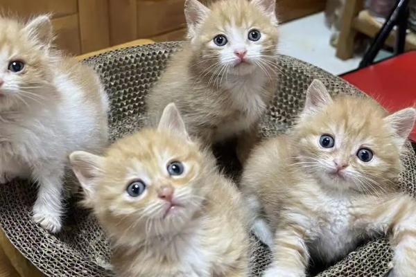 怎么判断猫是否失明,失明后眼睛不会随着逗猫棒转动