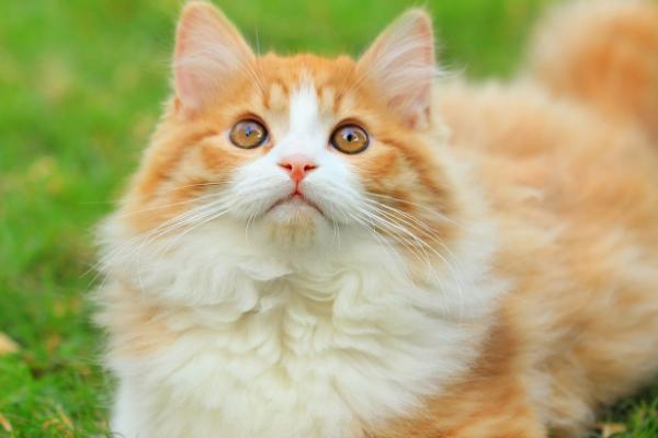 怎么判断猫是否失明,失明后眼睛不会随着逗猫棒转动