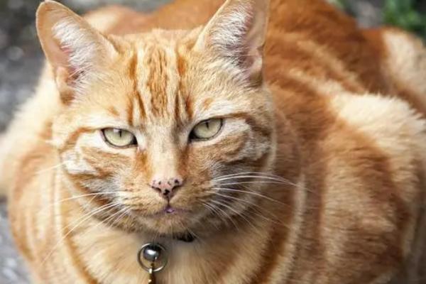 怎么判断猫是否失明,失明后眼睛不会随着逗猫棒转动