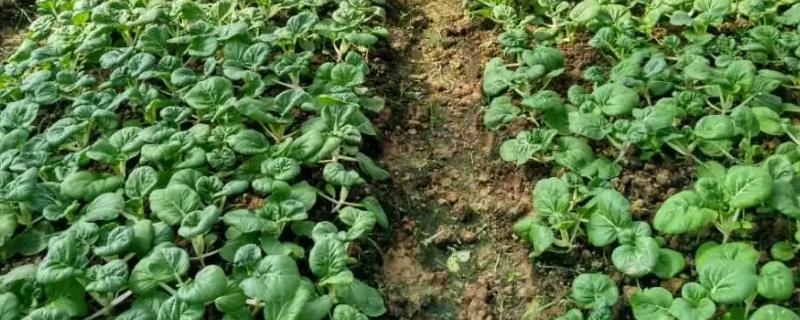 奶白菜应该如何进行移栽，可以按照20×20厘米的株行距来完成定植任务