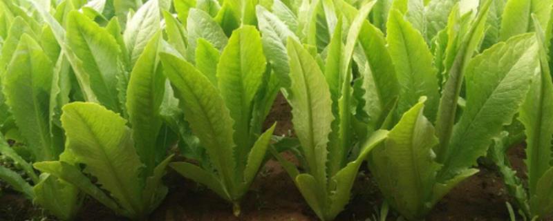 油麦菜的种植时间在什么时候，它一年四季其实都是可以进行种植的