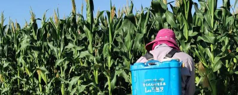 详细的粗缩先锋农药介绍，可以防治玉米出现的粗缩病