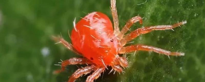 以肥治虫的方法有哪些，利用根外喷施尿素溶液可以防治红蜘蛛等害虫