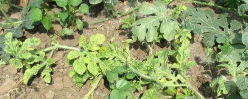 西瓜病毒病的防治措施有哪些，在发病初期阶段可以尝试喷施植病灵乳剂等药物