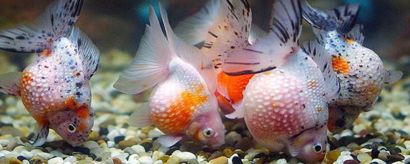 珍珠金鱼为什么养不圆呢，这可能是水温变化大、缺少食物等原因所造成