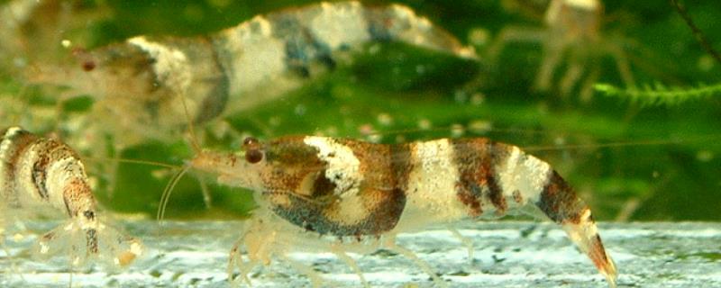 三间蜜蜂虾究竟好不好养呢，这种虾的饲养确实具备一定难度