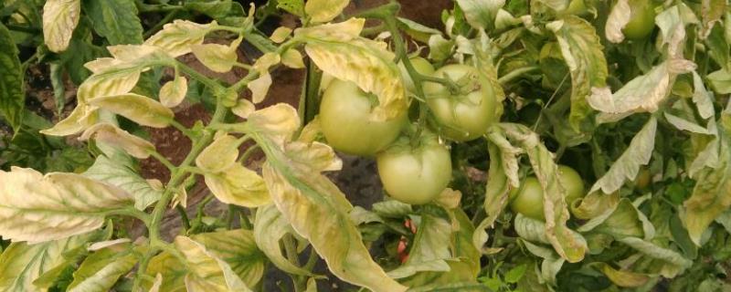 夏季如何有效避免蔬菜过早衰老，应该采取清沟排渍与灌水降温以及追施肥料等措施