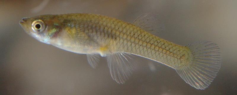 食蚊鱼的寿命大概是多久，它们的寿命通常可以达到六至七年左右