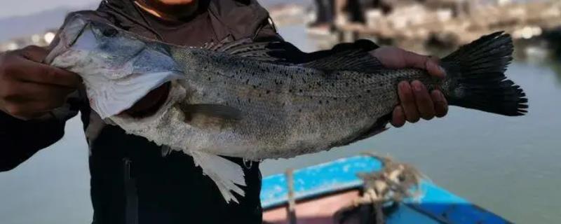 海钓鲈鱼需要钓多深的水层，通常在十到四十米深度之间比较适宜