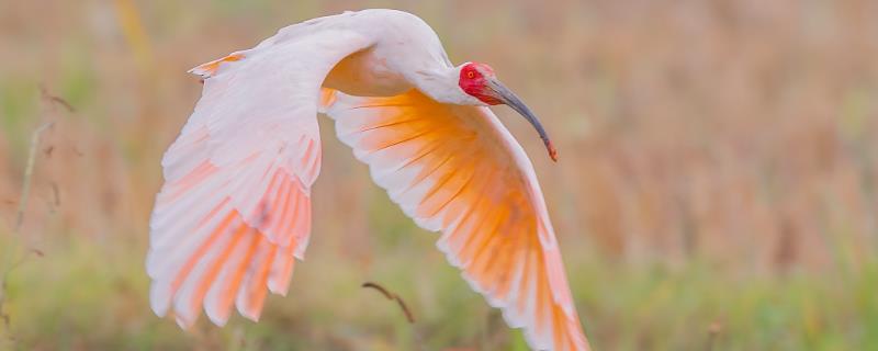 朱鹮究竟是不是中国特有的鸟类，它基本上确实属于我国所特有的鸟类