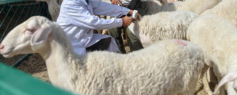 三联四防疫苗是否足够安全，只要按照说明书规范使用就不会产生不良反应