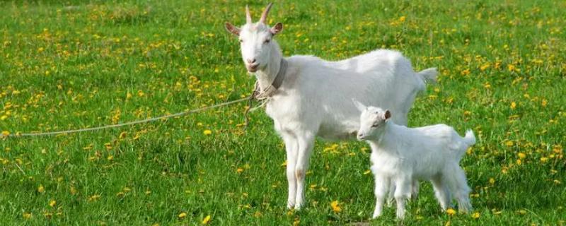 山羊的具体种类可以划分为哪些，它可分为乳用型以及肉用型和绒用型