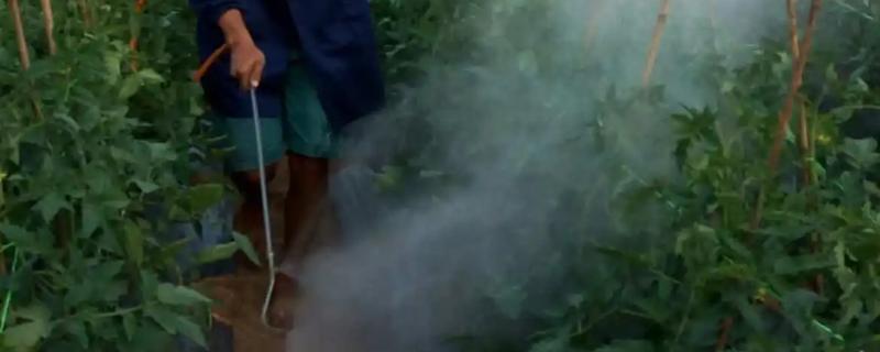 啶虫脒的具体作用是什么，它可有效防治白粉虱和叶蝉以及烟粉等害虫