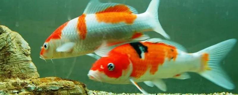 养锦鲤的鱼缸水质比较浑浊该如何解决，投放硝化细菌是否可以起到良好的净化作用