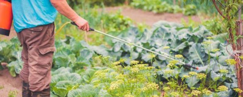 杀虫单的详细介绍，杀虫单对家蚕的毒性强度如何