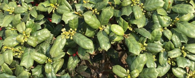 枸骨究竟是什么种类的植物，属于冬青科的一种常绿灌木或者小乔木