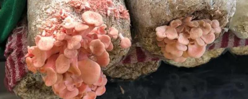 红平菇的市场价格是多少，新鲜的红平菇每斤通常需要10-20元左右