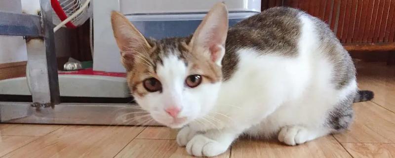 公猫的尿液呈现出红色是怎么回事呢，可能是患有泌尿系统疾病或者出现了食物中毒现象