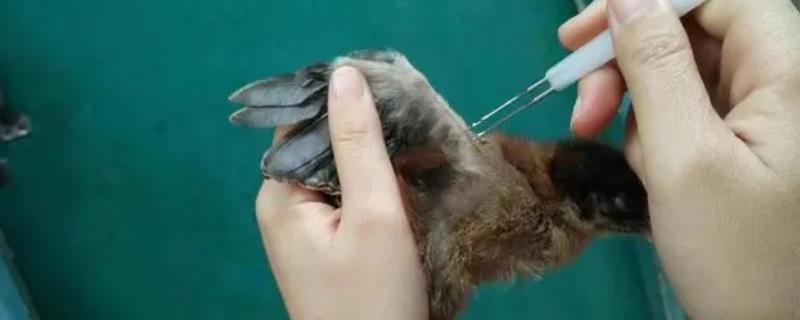 鸡痘疫苗应该如何接种，根据鸡痘疫苗的具体种类来灵活调整注射方式