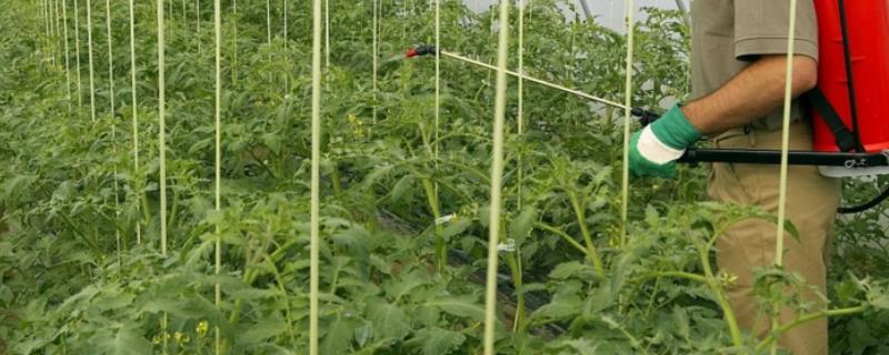 有哪些比较常见的生物农药品种，具体包括多抗霉素和BT杀虫剂以及齐螨素等种类