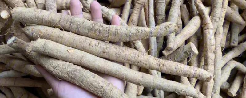 种植牛大力的前景怎么样，它既可食用也可药用且市场需求量非常大