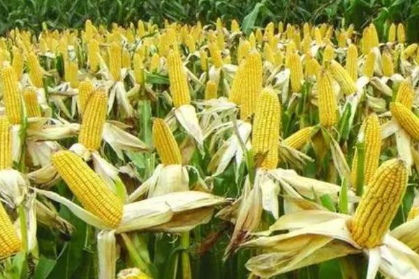 玉米为何会出现粉籽和烂芽的情况，可能是种子质量差、播种时间过早等原因所导致