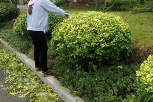 修剪苗木的误区，包括重树形轻生长、重疏枝轻疏花芽等问题