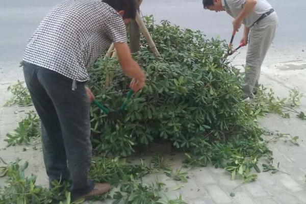 修剪苗木的误区，包括重树形轻生长、重疏枝轻疏花芽等问题