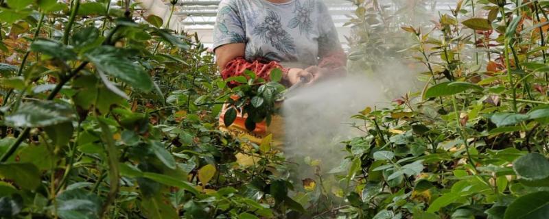 多效唑的具体使用方法有哪些，可以采用浸泡土施或者叶面喷施等多种方式