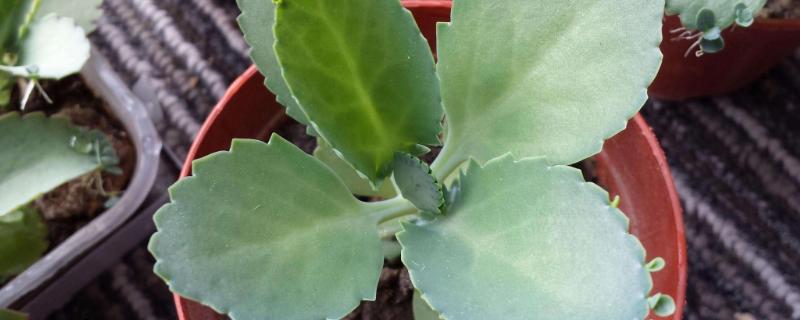 落地生根的栽培要点有哪些，只需将枝条直接插入沙床中即可快速生根