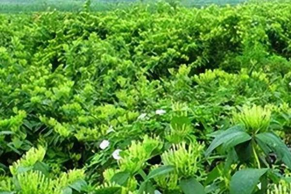 山银花的种植时间，通常春秋两季种植