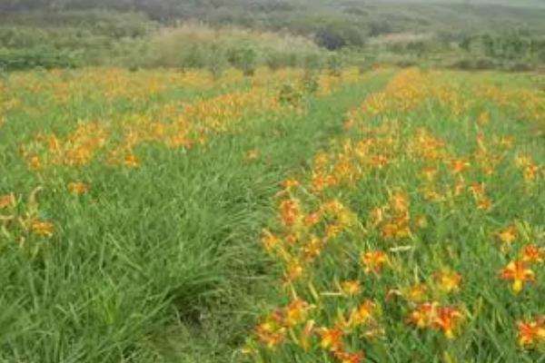 大花萱草怎么种植，开沟挖穴后再栽植覆土