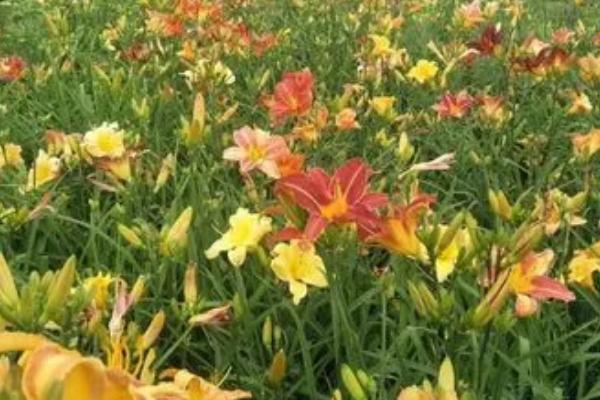 大花萱草怎么种植，开沟挖穴后再栽植覆土